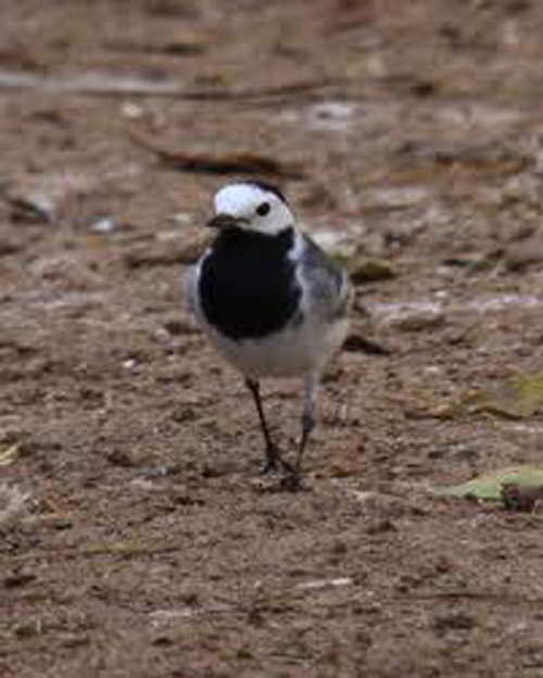 pied-wagtail-by-tony-hisgett.jpg