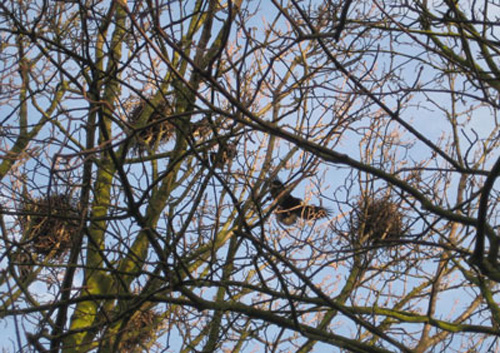 rookery-closeup.jpg