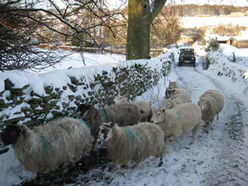 winter-in-bishopdale-sheep